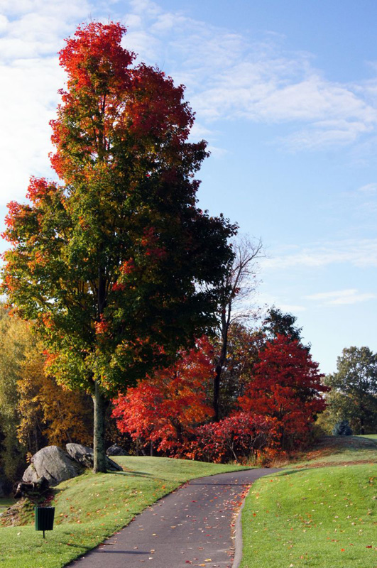 Trees in fall